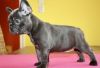 Male and female French Bulldog puppies