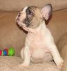 lovely French bulldogs pups for sale