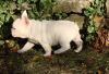 Affectionate French Bulldog Puppies.