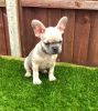Stunning French Bulldog Puppies for sale