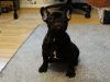 French bulldog needs a home