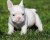 Lovely French Bulldog puppies Available for sale
