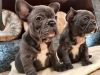Hjhsds Perfect French Bulldog Puppies