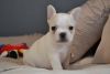 Adorable Cute potty Trained French bulldogs for Adoption