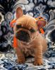 Lovely,Cute,Adorable French Bulldog Puppies For Sale