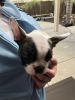 JUST ADORABLE LITTLE FEMALE FRENCH BULLDOG PUPPY!!