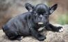 French Bulldog For Sale Miami $2.000