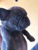 For sale blue french bulldog puppies