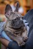 Pure French Bulldogs for sale