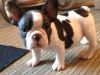 French bulldog for free