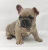 Ready Now - Excellent Healthy French Bulldogs
