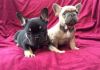 AWesome AKC french Bulldog puppies Ready for their new homes Now!!