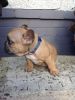 French Bulldog Pups Bluetan Bluefawn For Sale