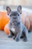 Reduced..quality French Bulldog Pups