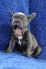 female French Bulldog puppies for adoption.