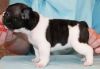 Ready Now French Bulldog Puppies AKc Registered