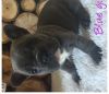 AKC French Bulldog puppies are just waiting to find their great home!