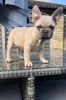 Excellent Quality French BullDog Puppies