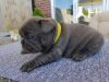 Kc French Bulldog Puppies For Sale