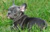 Solid Blue Frenchies Kc 6 Weeks Old