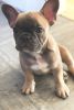 Health Tested Kc French Bulldog Puppies