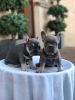 Top Quality Kc French Bulldog Puppies