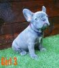 Chunky Frenchies For Sale