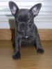 French Bulldog Puppies For Sale Reduced