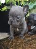 Stunning Geourgs Kc Blue French Bull Dog Puppies