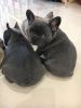 Blue And Fawn French Bulldog Puppies