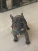 Ready To Leave Now Kc Reg French Bulldog