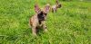 french bulldogs looking for new home