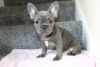 Blue And Brindle French Bulldog Puppies