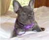 Stunning Solid Blue With Beautiful Eyes French Bulldog Puppy