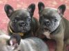 French Bulldog Blue Puppies Kc Hc Clear 9 Weeks