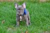 Christmas French Bulldog puppy with great love to share is ready to me