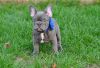 Friendly Home raised French Bulldog for sale.