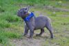Good kid friendly home raised french bulldog puppy for sale