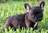 Astonished Home raised French Bulldog Puppies.