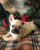 Gorgeous French Bulldog Puppies For Sale