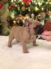 Ready Now !!!!quality French Bulldog Puppies