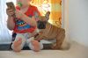 Quality home raised French Bulldog for kids.PLAYFUL
