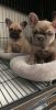 Cute French Bulldog Puppies READY NOW!