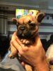 French Bulldog,, Puppies. Kc Registered..