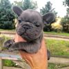 French bulldog puppies available as a Christmas Gift