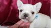 Gorgeously Handsome French Bulldog Puppies