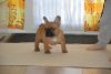 Quality AKC french bulldogs for adoption to lovers at cheap price