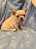 Male French Bulldog For Sale