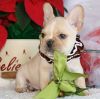 AKC French Bulldog Puppies For Sale