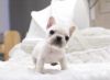Amazing French Bulldog Puppies Available